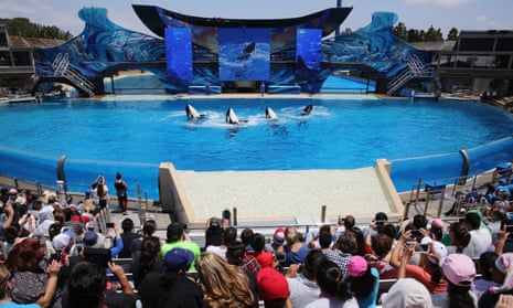An audience watches a killer whale performance at SeaWorld's San Diego theme park, in the US.