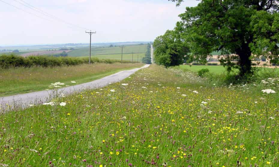 Managing road verges with the ‘cut and collect’ method can save money for councils.