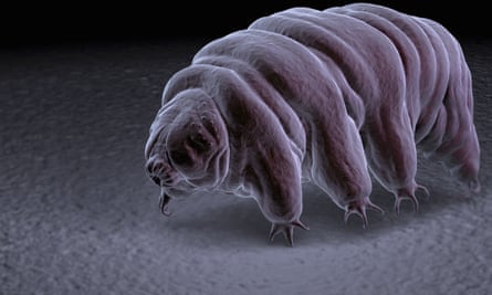 Tardigrades' latest superpower: a fluorescent protective shield | Science