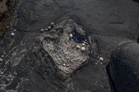 Dinosaur footprint that has been set in stone