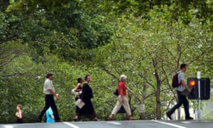 Melbourne’s CBD is full of London plane trees, which are erroneously blamed for causing hay fever. The trees will be gradually replaced by species resistant to global heating.