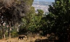 Wild boar hunters in Catalonia hang up their guns to protest against new regulations