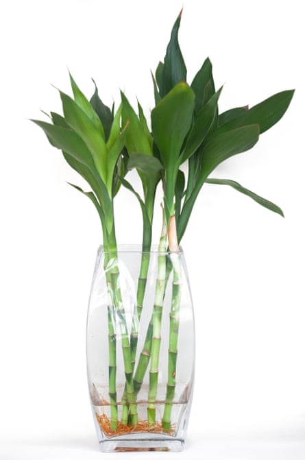 Shoots of lucky bamboo growing in a glass jar