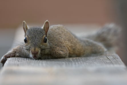 A squirrel lies flat on a wooden bench to help it cool off from the heat.