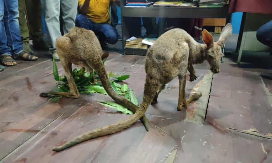 Forest officials in North Bengal’s Jalpaiguri rescued two kangaroos, allegedly being smuggled to South India.