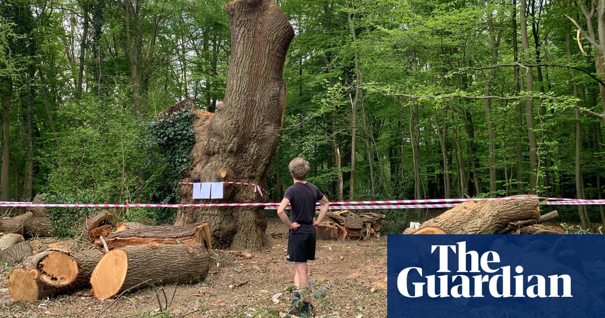 Toby Carvery threatened with legal action over felling of ancient London oak