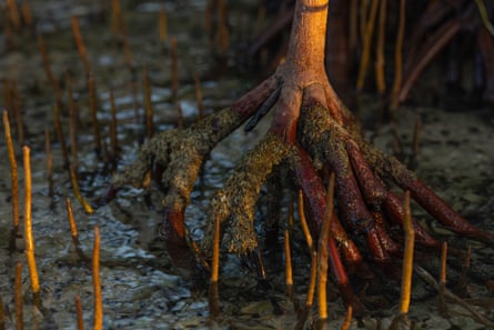 Red mangrove roots (sticking out to breathe air).