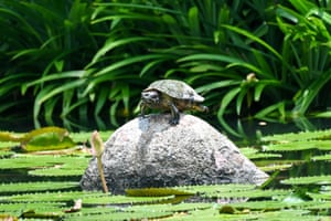 Uma tartaruga se equilibra em uma pedra em um lago