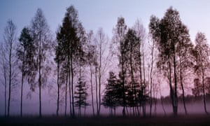 Fog clings to the ground behind a grove of tall birch trees silhouetted by evening light in Białowieża forest.