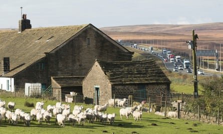 The farm holds 900 breeding ewes.
