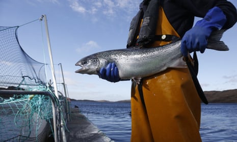 A man in rubber fishing overalls and gloves holds a big salmon next to a net at a lake
