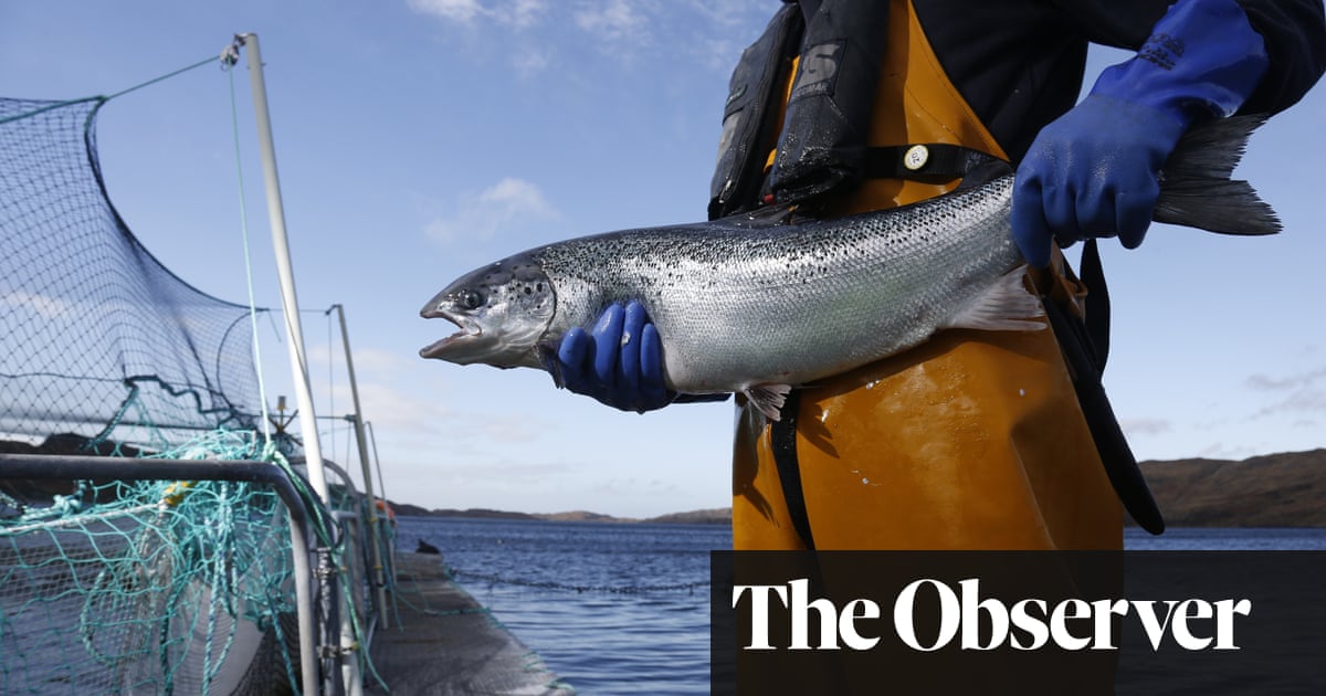 ‘Monstrous’ sea lice and jellyfish invasions blighting Scottish salmon farms | Fish | The Guardian