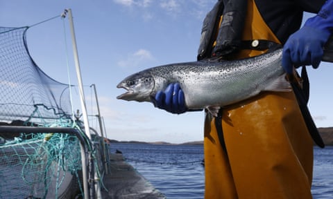 Net loss: the high price of salmon farming, Fishing