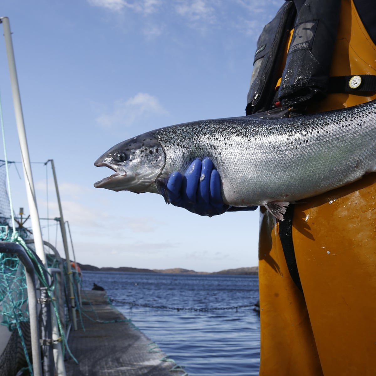 Salmon Farm