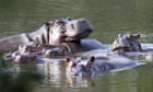 Pablo Escobar's hippos must be culled to halt biodiversity disaster - scientists