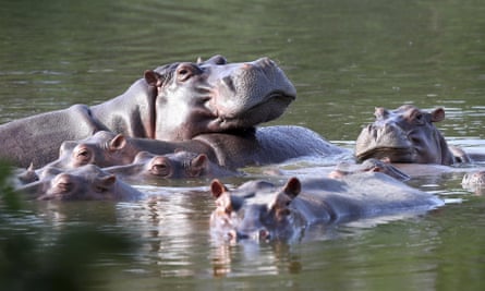 Hippos in the lagoon at Hacienda Nápoles park.
