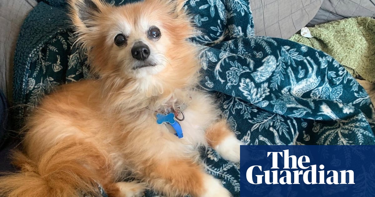 The pet I'll never forget: Mr Wags, the bolshy, beautiful dog we rescued when he was 12