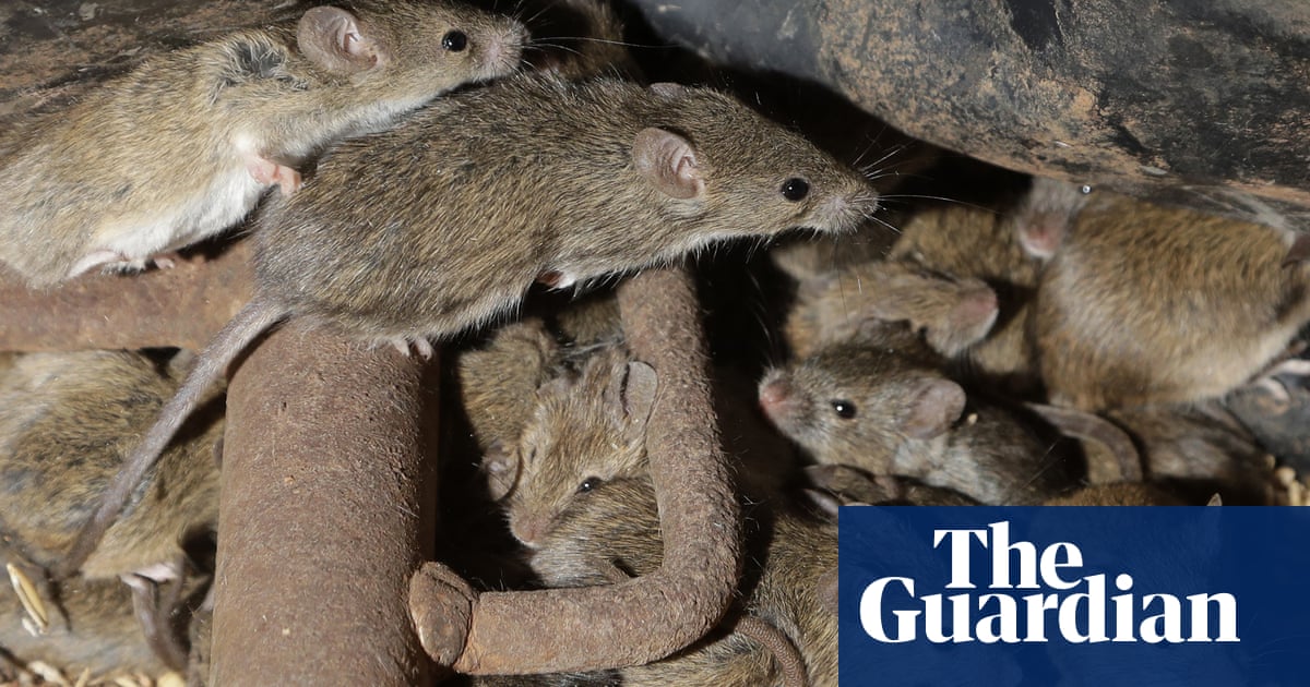 NSW plan to use ‘napalm’ poison to control mouse plague rejected over fears for wildlife
