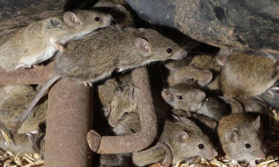 Mice scurry around stored grain on a farm during last year’s plague.