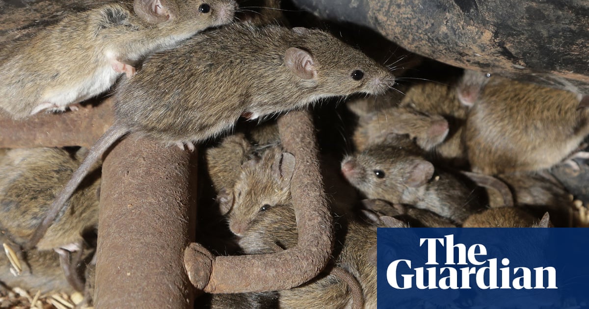 CSIRO recommends double-strength mouse baits after report finds dose used to protect crops ineffective