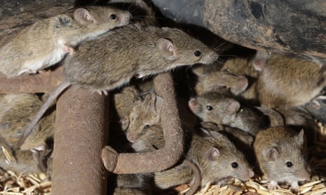Mice scurry around stored grain on a farm near Tottenham, Australia. 