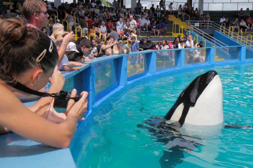 A crowd of people in an amphitheater lean over the blue railing on a glass wall, snapping pictures of an orca with her head above the water.