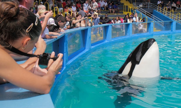 An audience at the Miami Seaquarium watches Lolita, the orca also known as Sk’aliCh’elh-tenaut, in 2010.