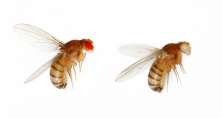 Drosophila melanogaster eye colour variations - white and red (wild type). The white eye gene is sex-linked