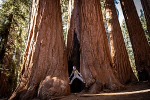 The trees can grow to over 300ft.