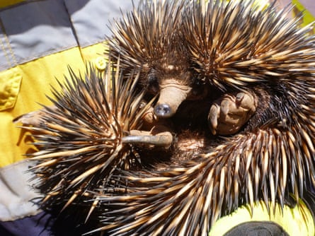An echidna is relocated during the construction of the LNG plant.
