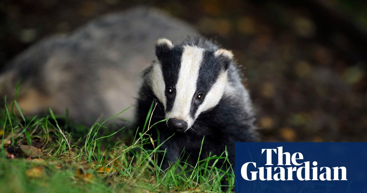 record 32 000 badgers