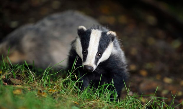 A badger