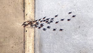 Aerial view of a group of horses passing through a fence between two fields