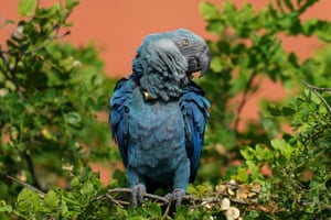 A arara-azul pousa em uma árvore