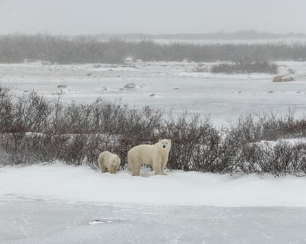 A female polar bear and her cub.