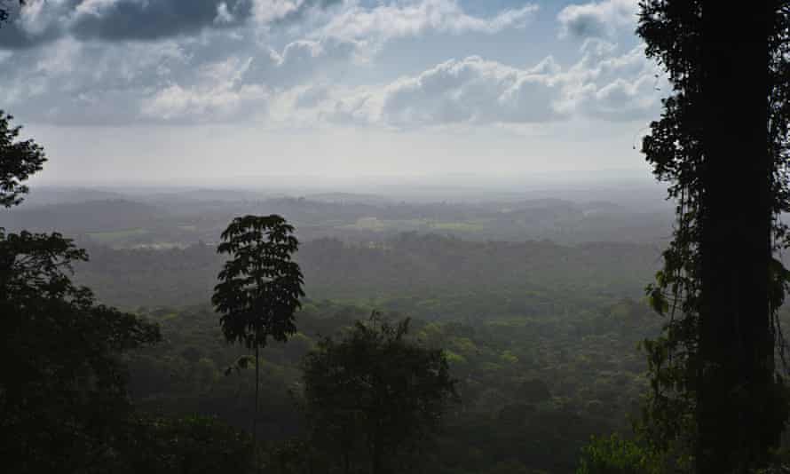 The Amazon rainforest in Amapa State, Brazil.