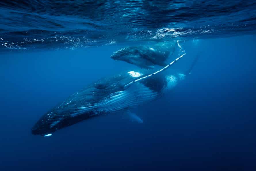 A humpback whale with calf.