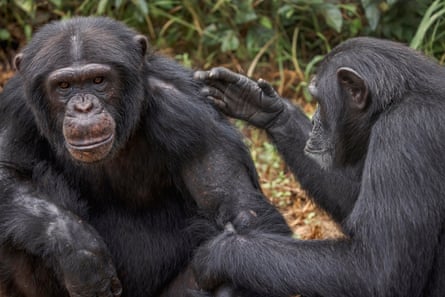 Chimpanzees socially interacting