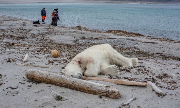 The shot polar bear, killed in Svalbard by a tourism guard.