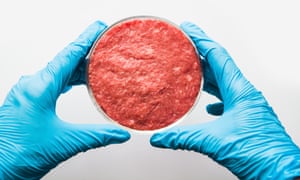 Laboratory studies of artificial meat. Minced meat in Petri dish. View from above<br>Laboratory studies of artificial meat. Minced meat in Petri dish under the supervision of a scientist. View from above. Chemical experiment.