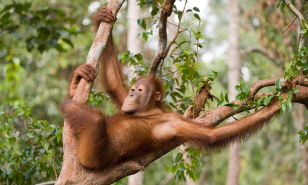 Orangutans have been shown to experience a similar phenomenon to the human midlife crisis.