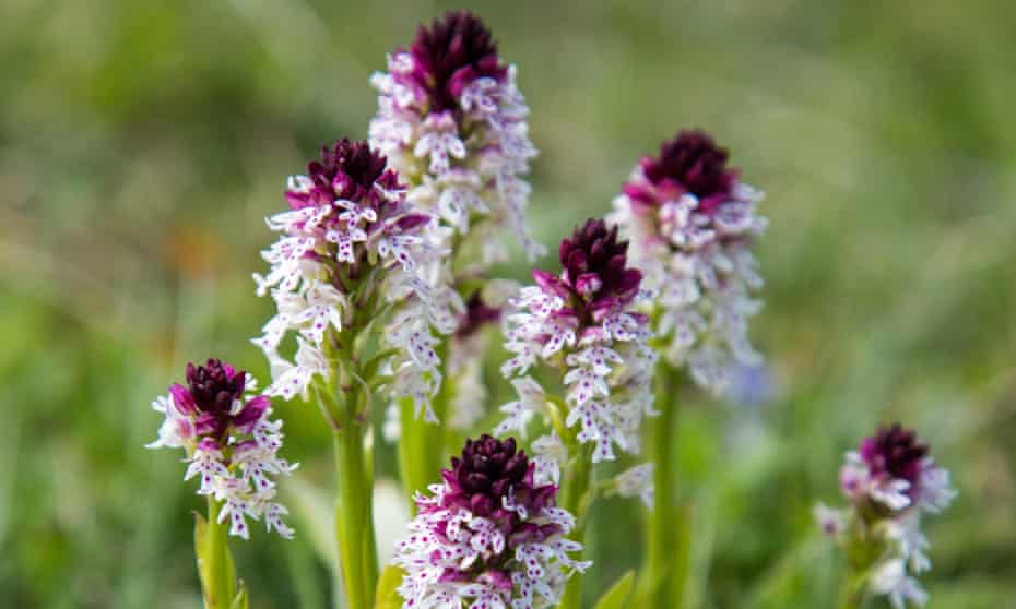 Burnt tip orchids - whitish with purple tips