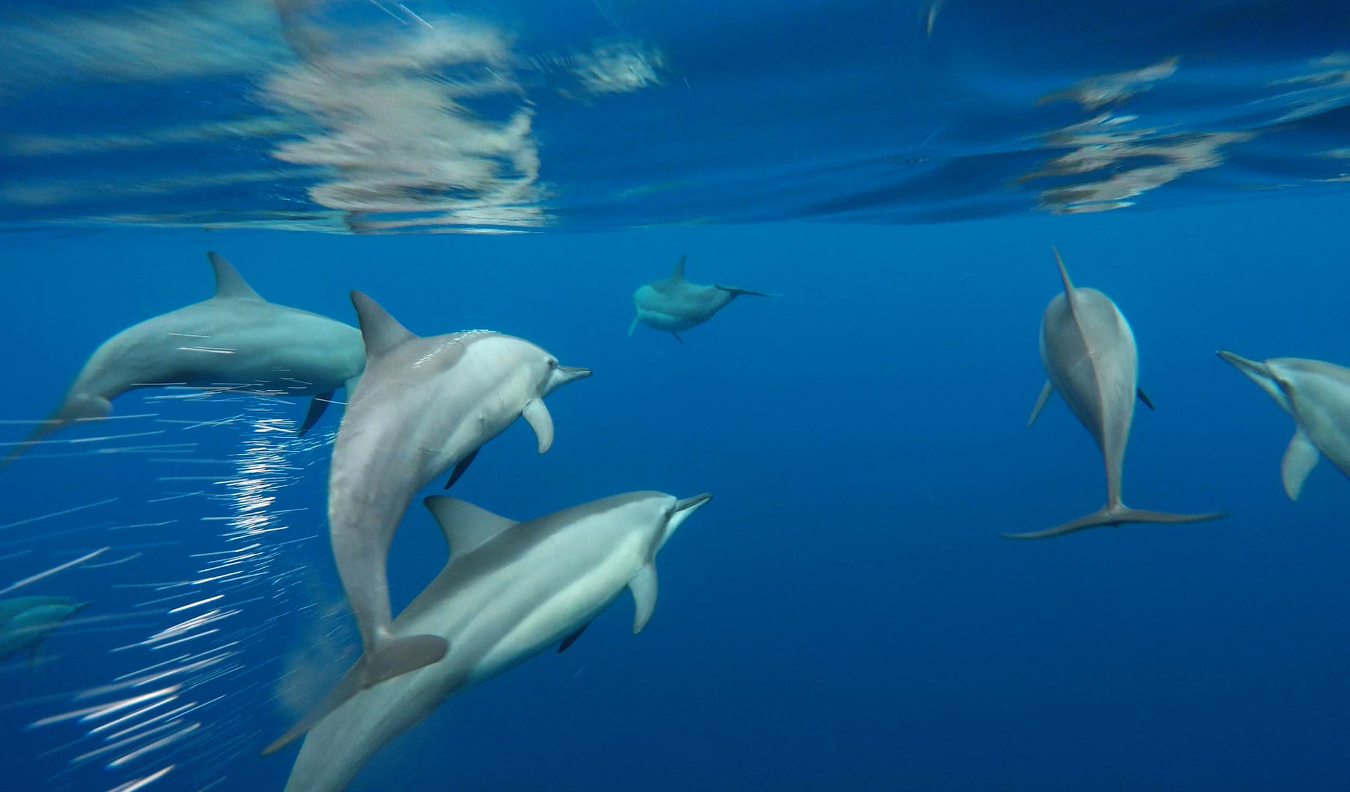 Source: Photograph: Paul Hilton/Conservation International