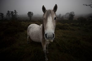 A wild horse, known as Besta in Galician, grazes in a field at Sierra del Forgoselo in A Capela