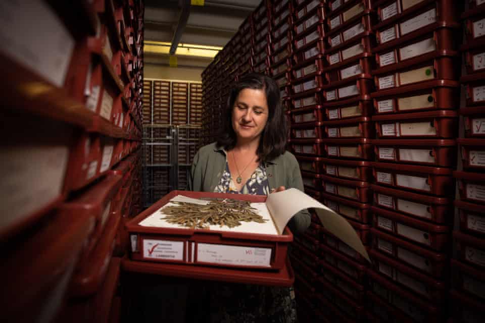 Botanical artist Lesley Elkan at the National Herbarium of NSW.