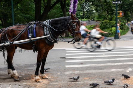 a carriage horse stands