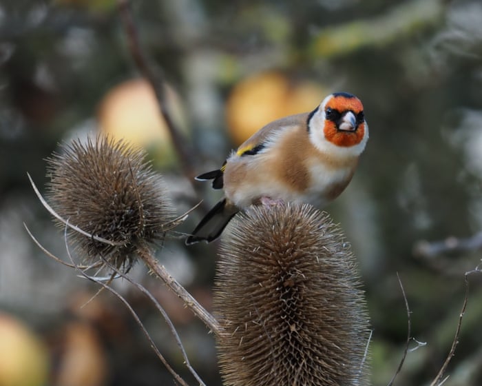 Country diary: Here’s the charm of the goldfinch – we want them to be near us | Mark Cocker