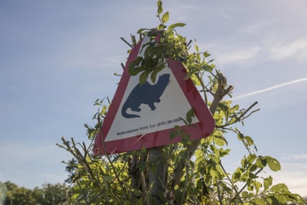 A triangle road sign with an otter image on it, in front of a tree