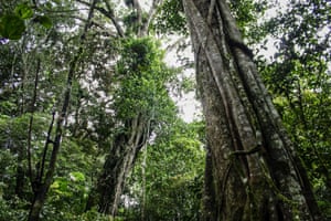 Caça ao canto dos pássaros na floresta Kareumbi, Sumedang, Indonésia. Dedi Langlangbuana e Cecep Kenzi trabalharam como caçadores de pássaros canoros por 21 anos. Eles prendem as aves com uma rede especial colocada no topo das árvores a uma altura de cerca de 30 metros. Com uma captura, eles podem pegar de 50 a 100 pássaros canoros