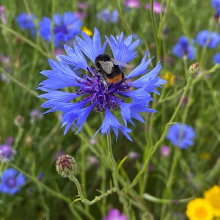 Low-growing wildflower seeds, www.wildflower.co.uk